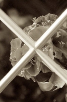 x_11_london_sepia