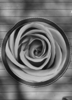 o_17_toronto_bw