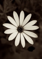 o_8_toronto_sepia