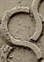 q_3_toronto_sepia