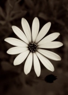sepia_o_8