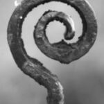 The Letter  @ - Black & White