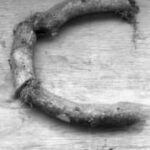 The Letter c_9 - Black & White