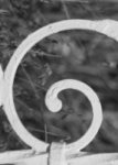 The Letter g_7 - Black & White