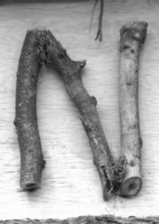 The Letter n_10 - Black & White