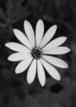 The Letter o_8 - Black & White