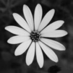 The Letter o_8 - Black & White