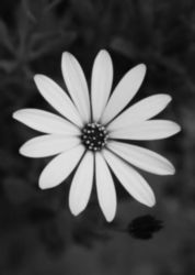 The Letter o_8 - Black & White