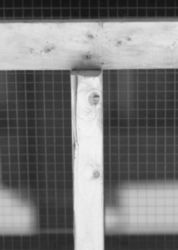 The Letter t_13 - Black & White