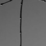 The Letter t_8 - Black & White