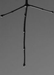 The Letter t_8 - Black & White