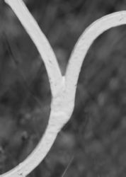 The Letter y_5 - Black & White