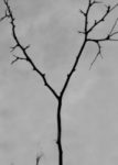 The Letter y_6 - Black & White