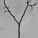 The Letter y_6 - Black & White