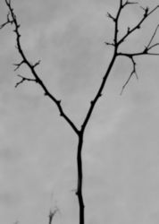 The Letter y_6 - Black & White