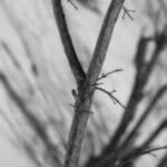 The Letter y_9 - Black & White