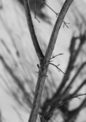 The Letter y_9 - Black & White