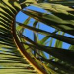 The Letter c_2 - Caribbean - Color