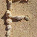 The Letter f_3 - Caribbean - Color