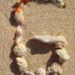 The Letter g_2 - Caribbean - Color