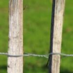 The Letter h_11 - Caribbean - Color