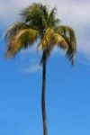 The Letter i_12 - Caribbean - Color