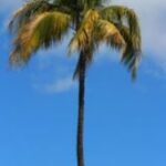 The Letter i_12 - Caribbean - Color