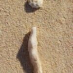 The Letter i_13 - Caribbean - Color