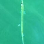 The Letter i_4 - Caribbean - Color