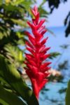 The Letter i_5 - Caribbean - Color