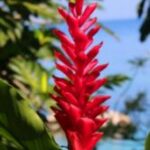 The Letter i_5 - Caribbean - Color