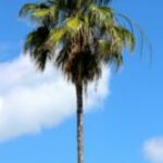 The Letter i_7 - Caribbean - Color