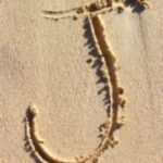 The Letter j_4 - Caribbean - Color