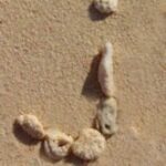 The Letter j_6 - Caribbean - Color