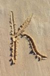 The Letter k_1 - Caribbean - Color