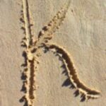 The Letter k_1 - Caribbean - Color