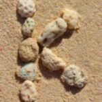 The Letter k_5 - Caribbean - Color