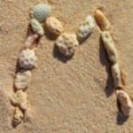 The Letter m_2 - Caribbean - Color