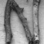 The Letter n_2 - Accent - Black & White