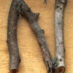 The Letter n_2 - Accent - Color