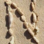 The Letter n_2 - Caribbean - Color