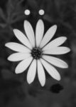 The Letter o_10 - Accent - Black & White