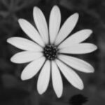 The Letter o_10 - Accent - Black & White