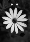 The Letter o_17 - Accent - Black & White