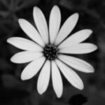 The Letter o_17 - Accent - Black & White