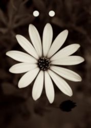 The Letter a_17 - Accent - Color