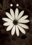 The Letter o_6 - Accent - Sepia Tone