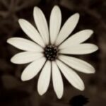 The Letter o_6 - Accent - Sepia Tone