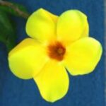 The Letter o_9 - Caribbean - Color