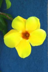 The Letter o_9 - Caribbean - Color